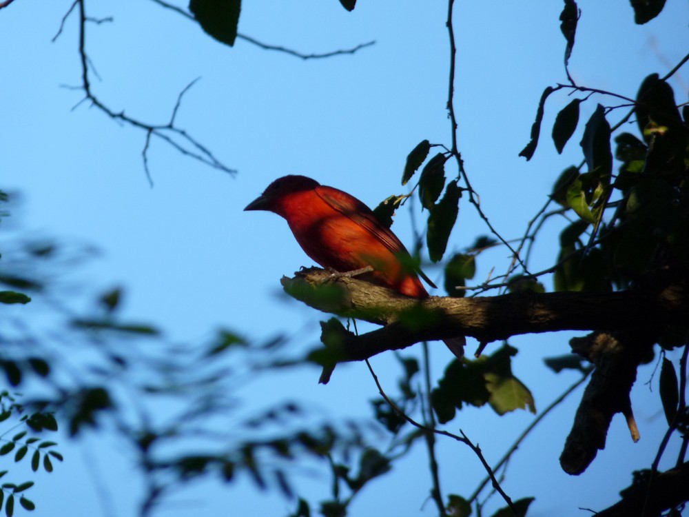 Summer Tanager - ML647044705