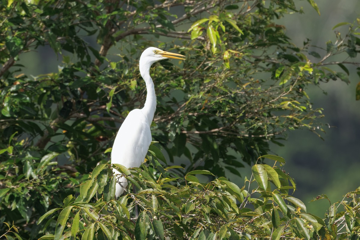 Great Egret (modesta) - ML647044707