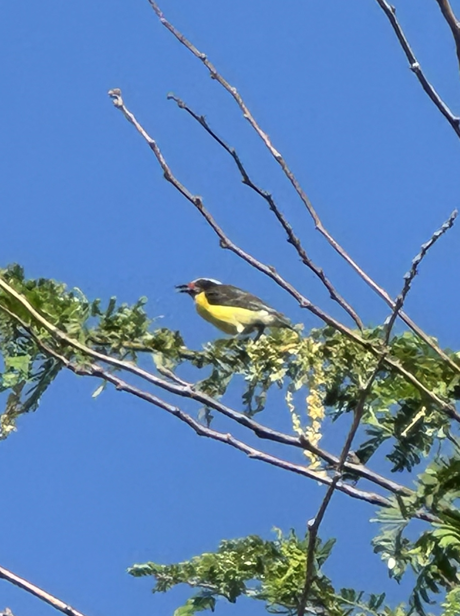 Bananaquit - ML647044709