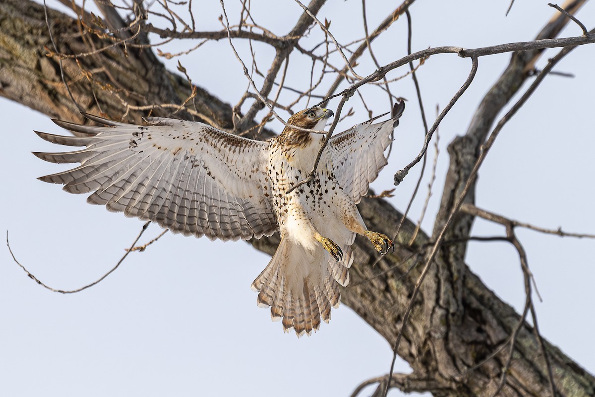 Red-tailed Hawk - ML647044712