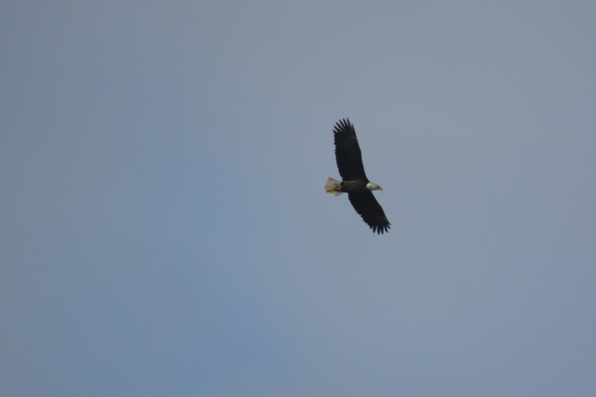 Bald Eagle - ML647044718