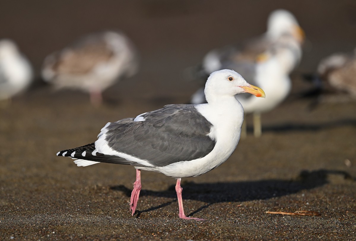 Western Gull - ML647044719
