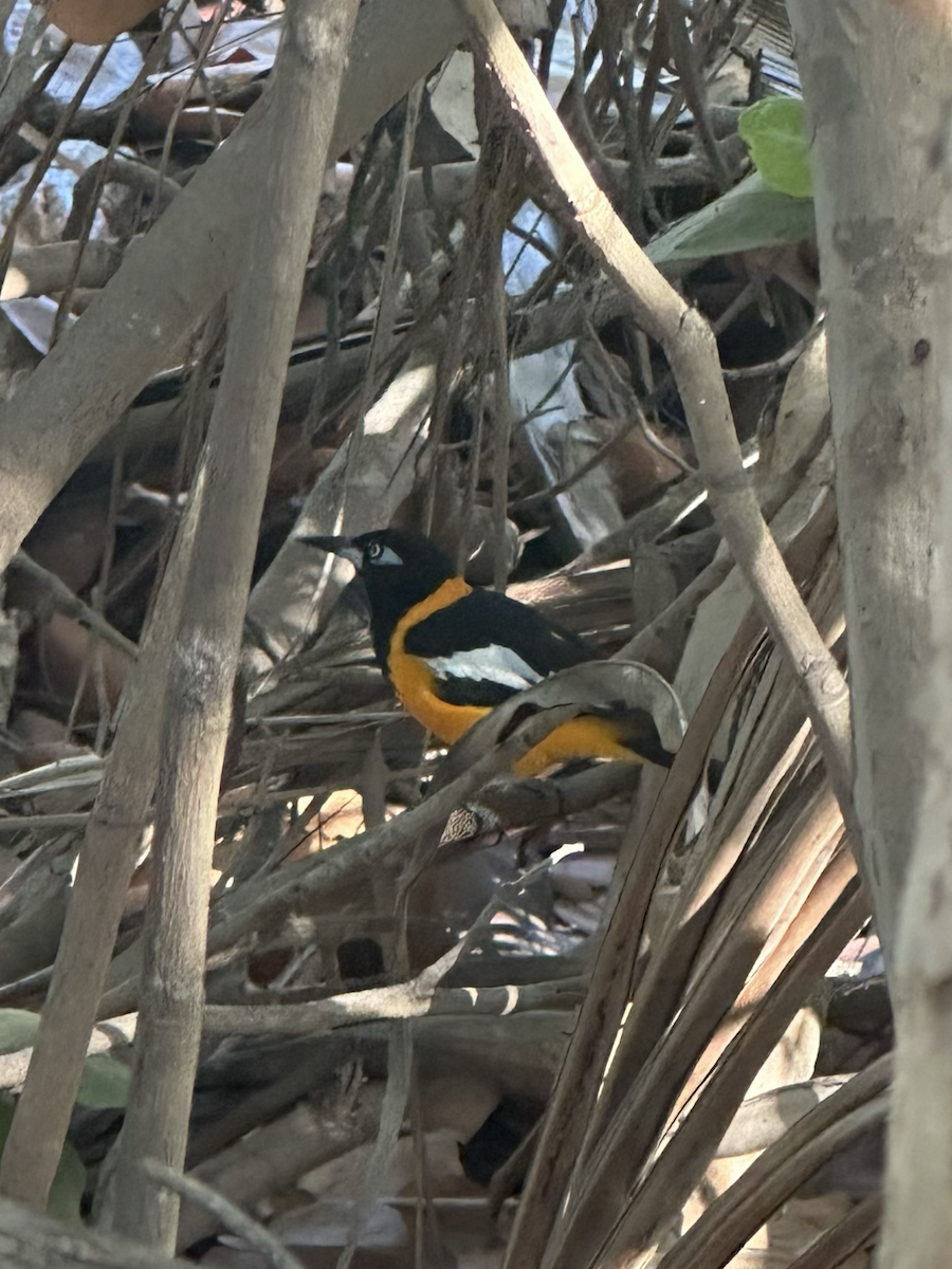 Venezüela Turpiyalı - ML647044720