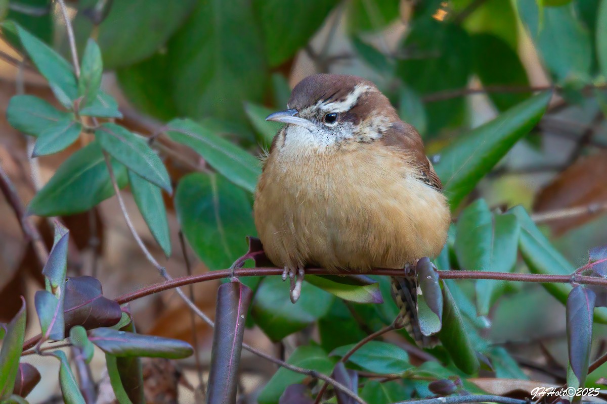 Carolina Wren - ML647044725