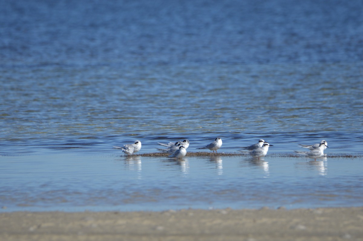 Forster's Tern - ML647044727