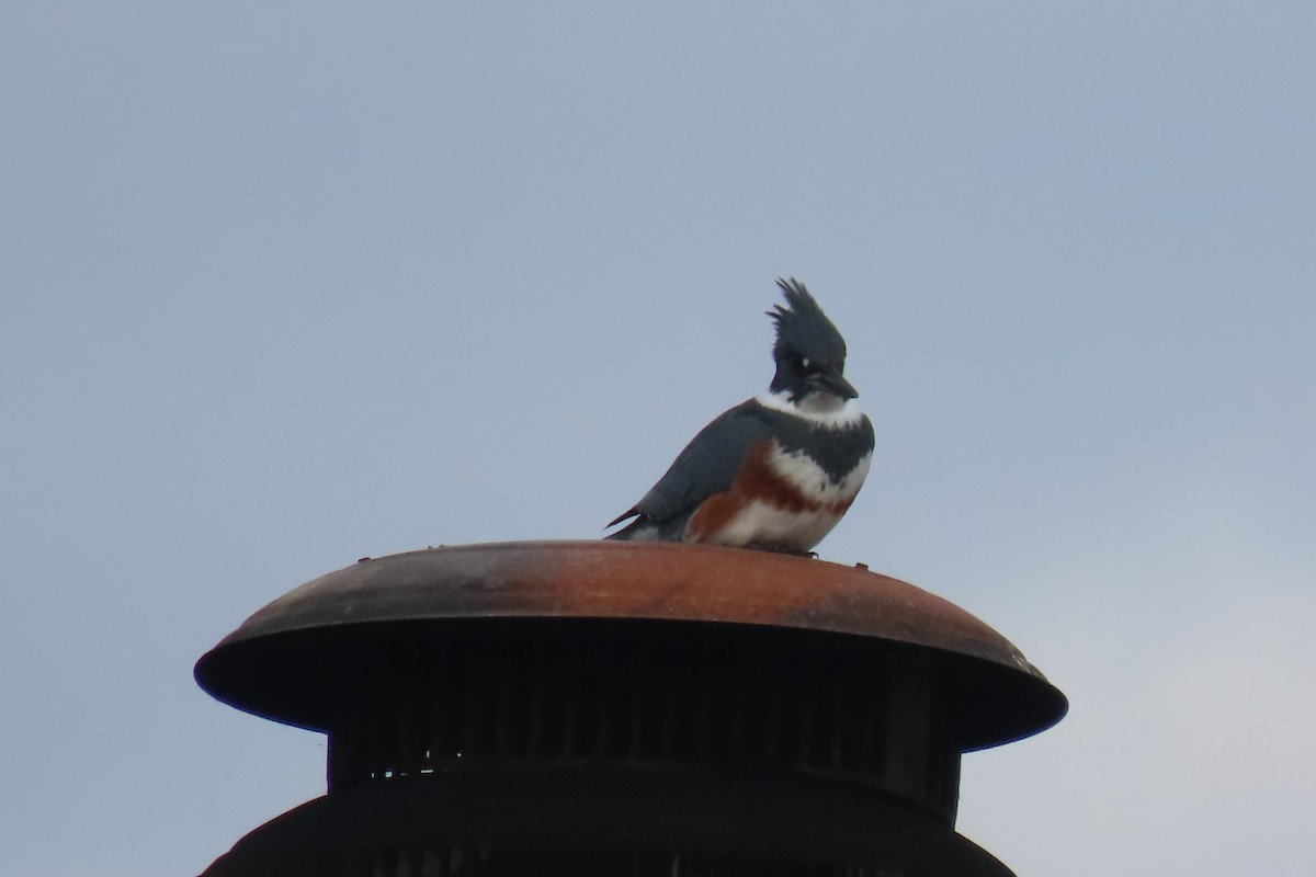 Belted Kingfisher - ML647044728