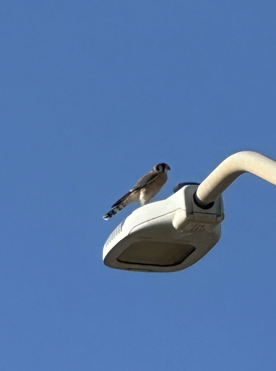 American Kestrel - ML647044730