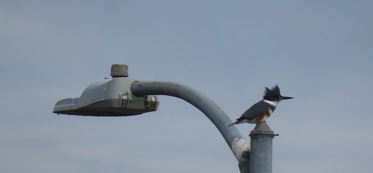 Belted Kingfisher - ML647044732