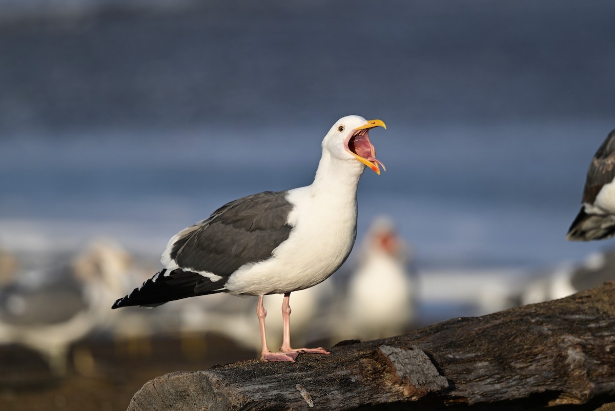 Western Gull - ML647044734