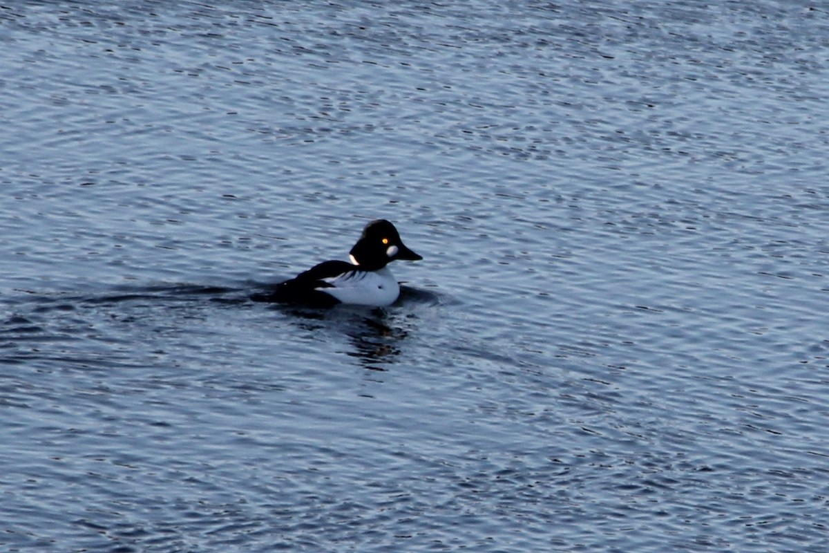 Quattrocchi - ML647044745