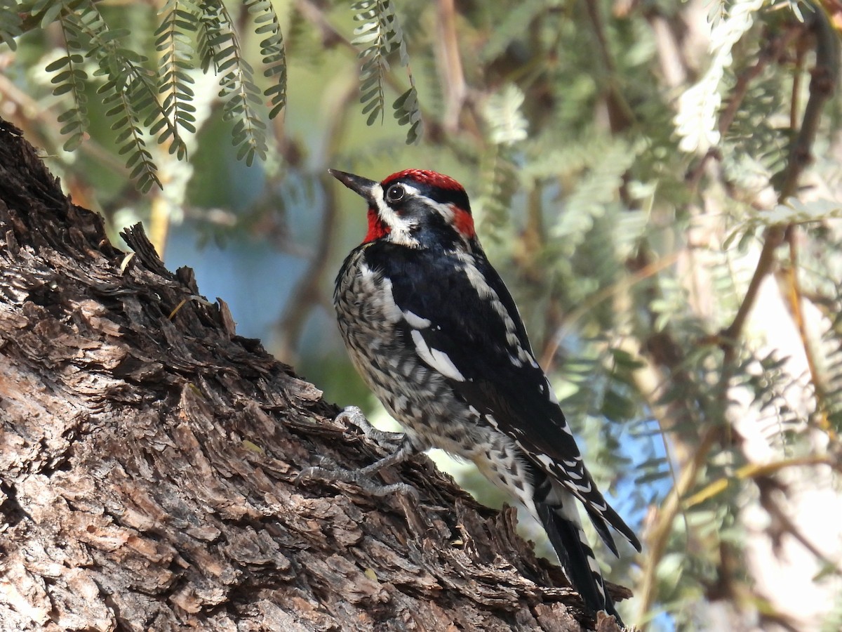 Red-naped Sapsucker - ML647044748