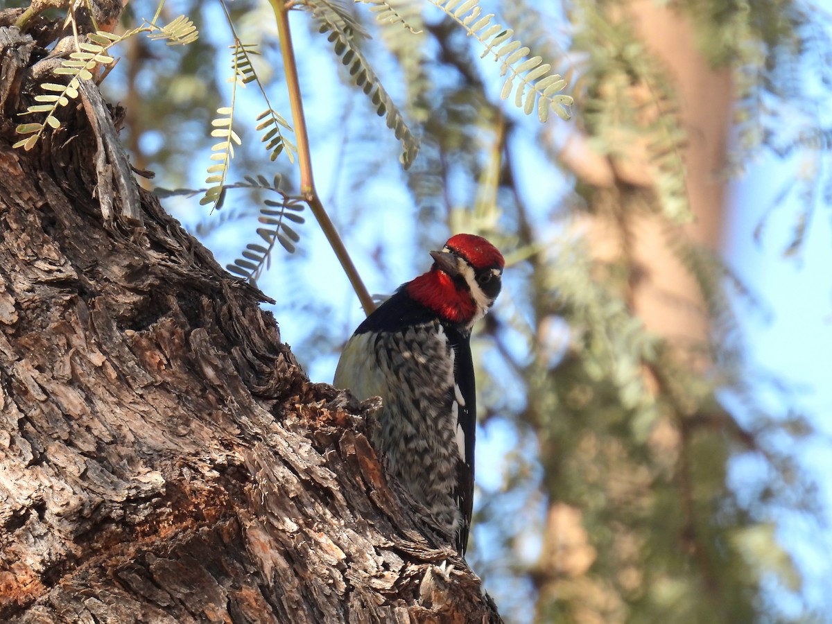 Red-naped Sapsucker - ML647044749