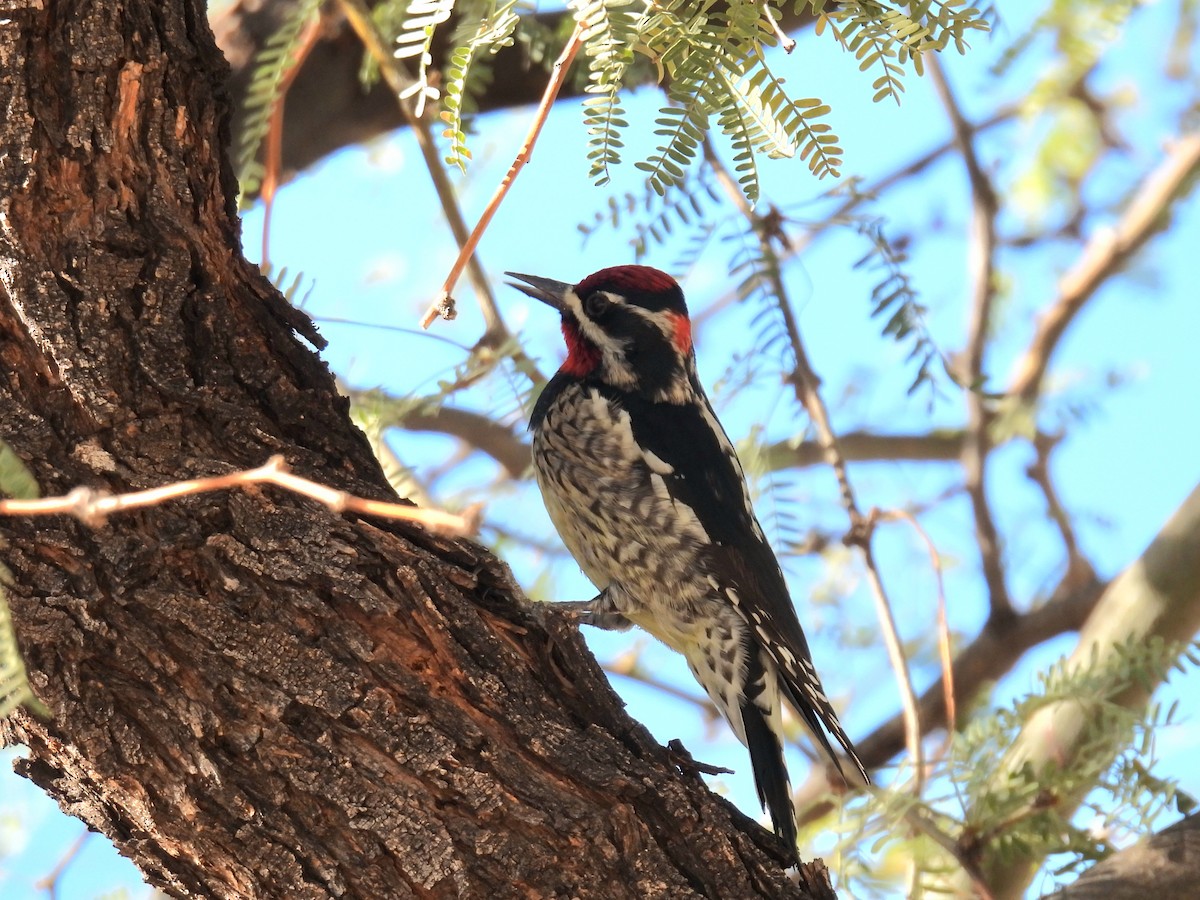 Red-naped Sapsucker - ML647044750