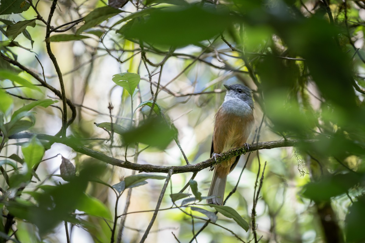 Olive Whistler - ML647044754