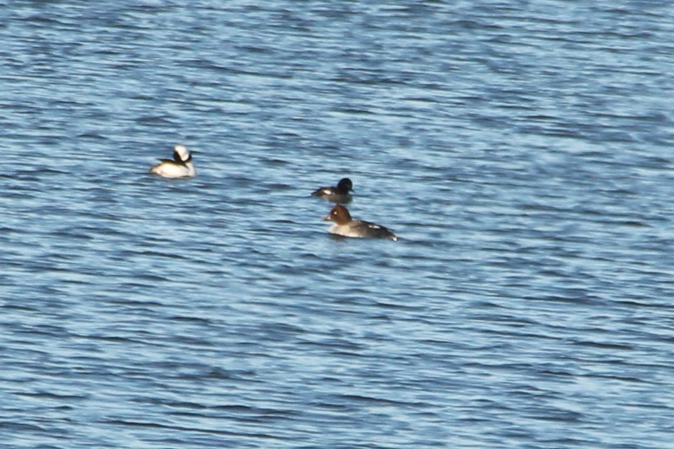 Quattrocchi - ML647044760