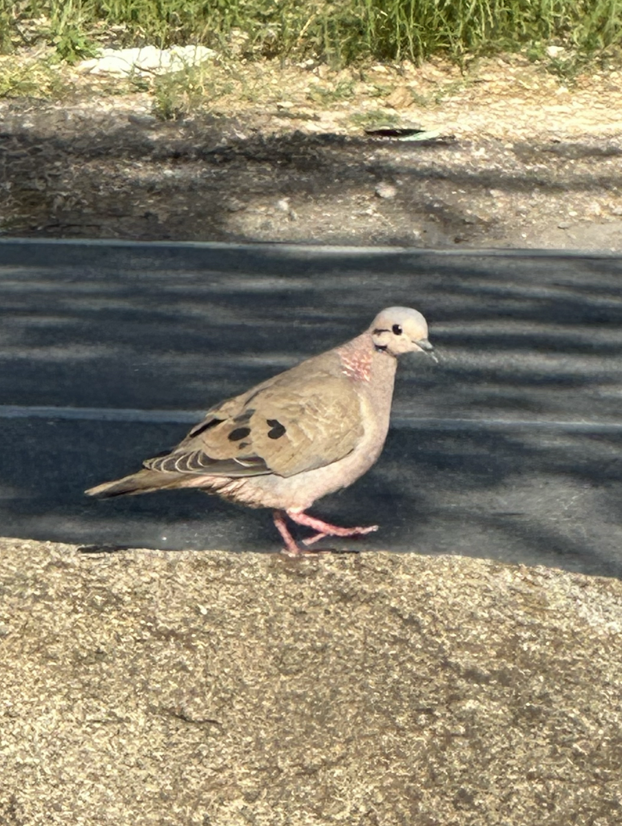 Eared Dove - ML647044761