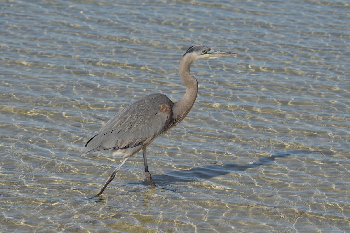 Great Blue Heron - ML647044765