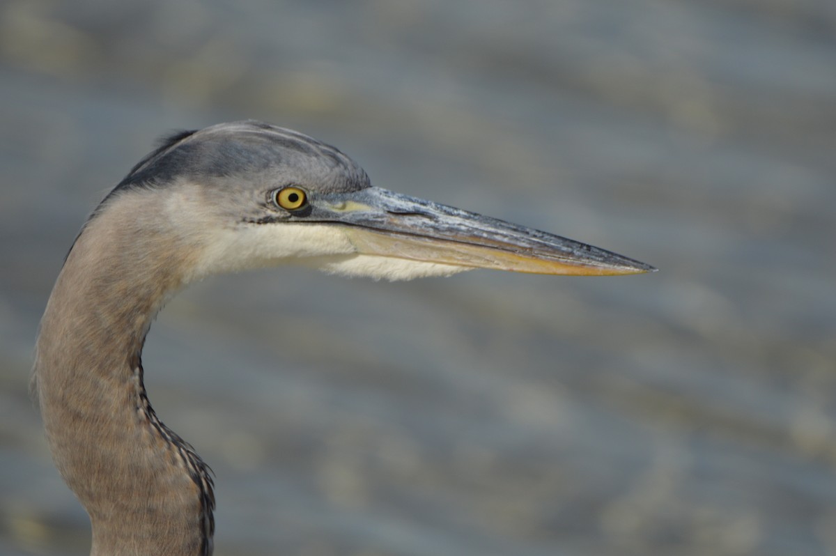 Great Blue Heron - ML647044766