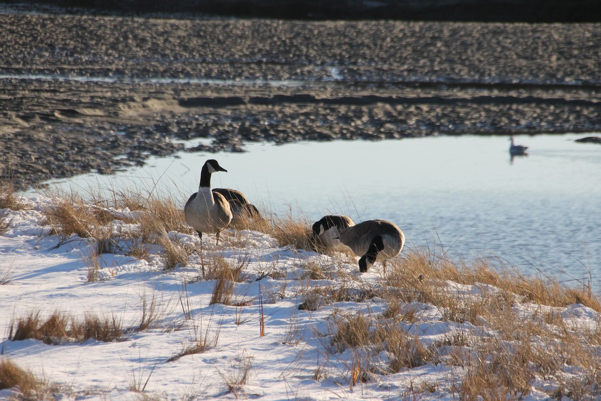 Oca canadese maggiore - ML647044772