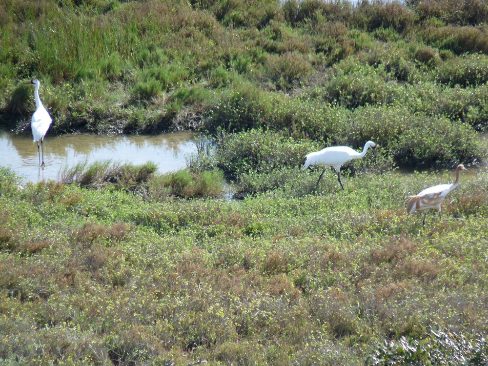 アメリカシロヅル - ML647044774