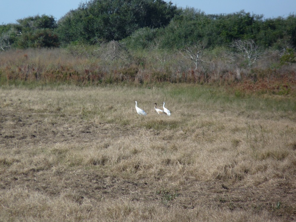 アメリカシロヅル - ML647044775