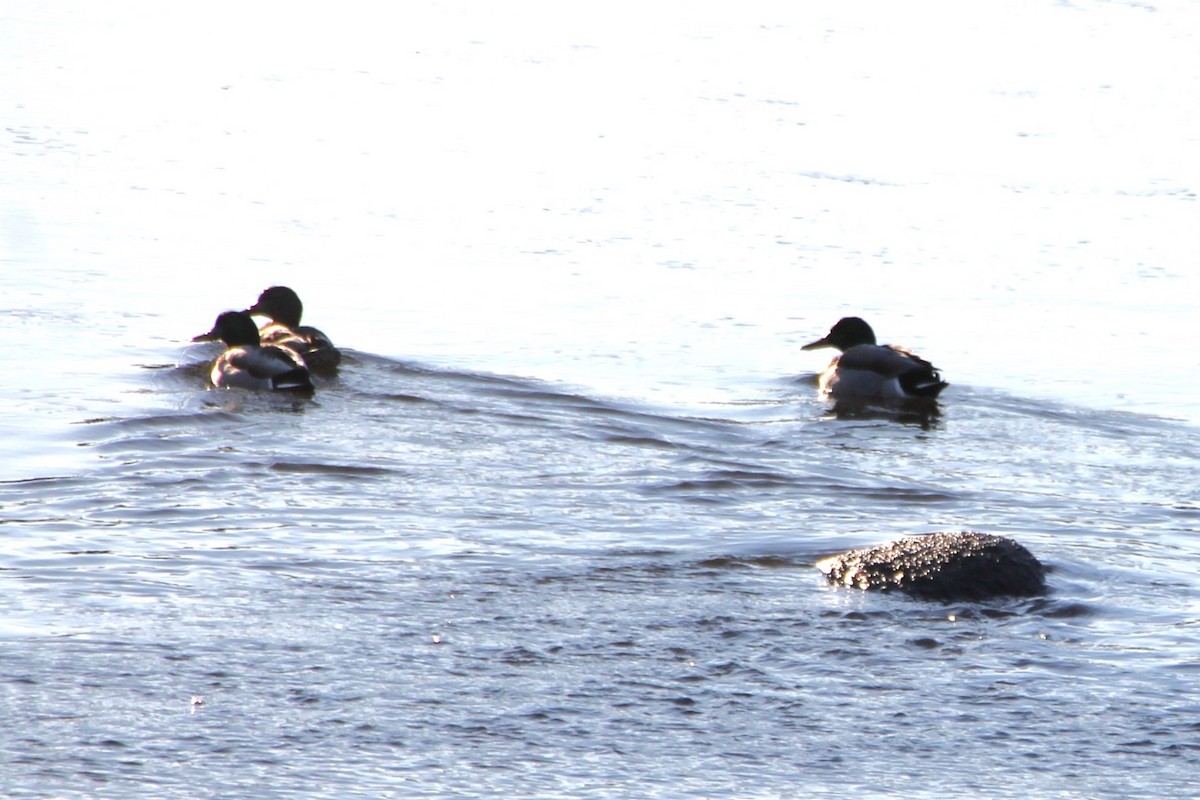 Germano reale - ML647044776