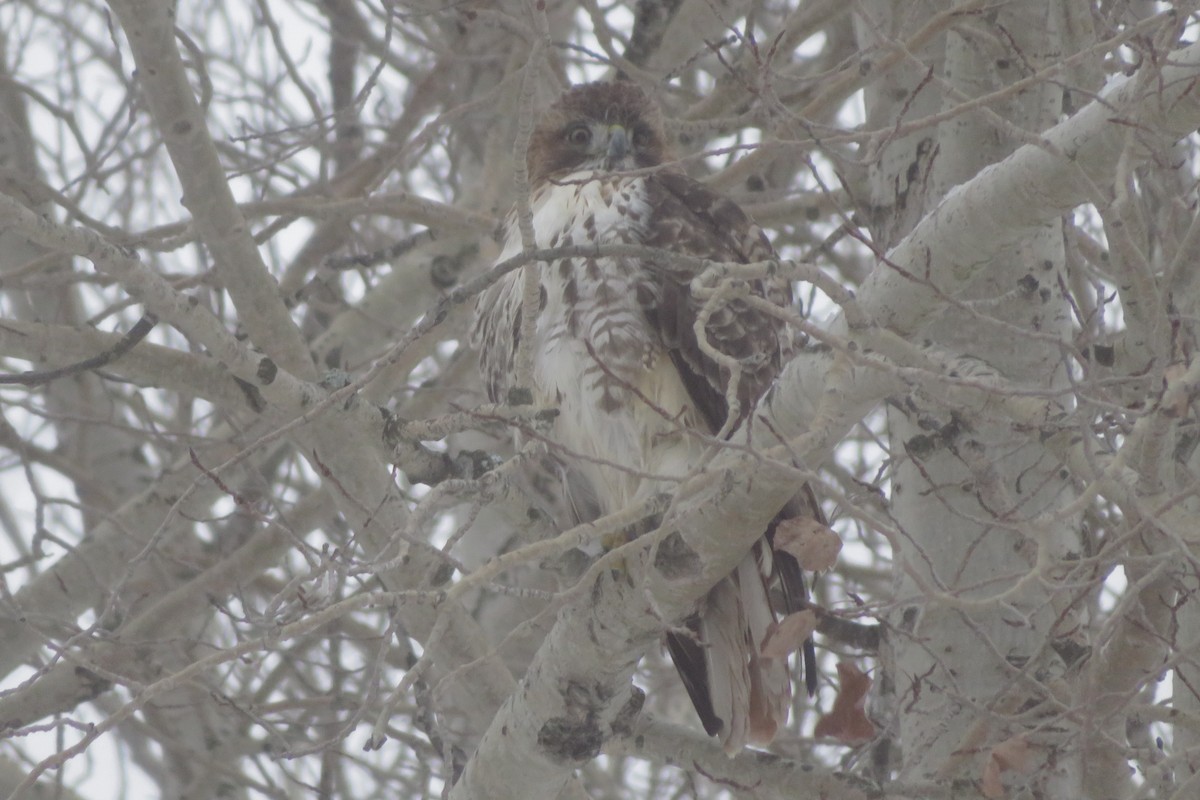 Red-tailed Hawk - ML647044792