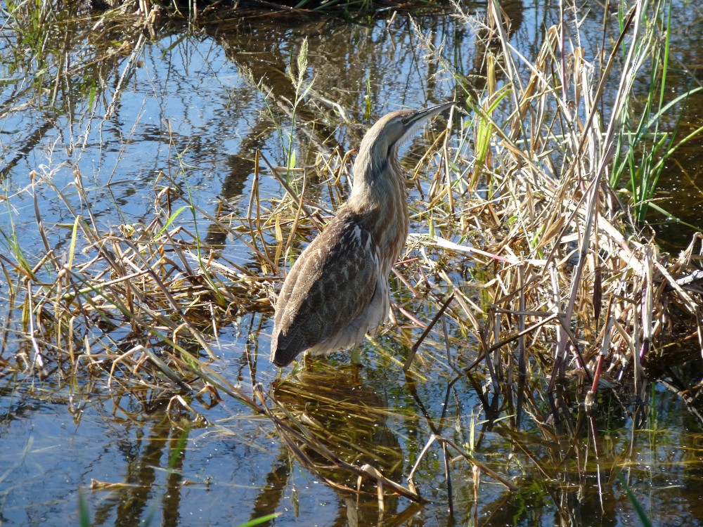 American Bittern - ML647044794