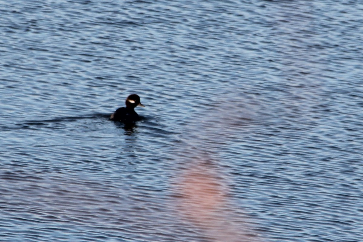 Bufflehead - ML647044798