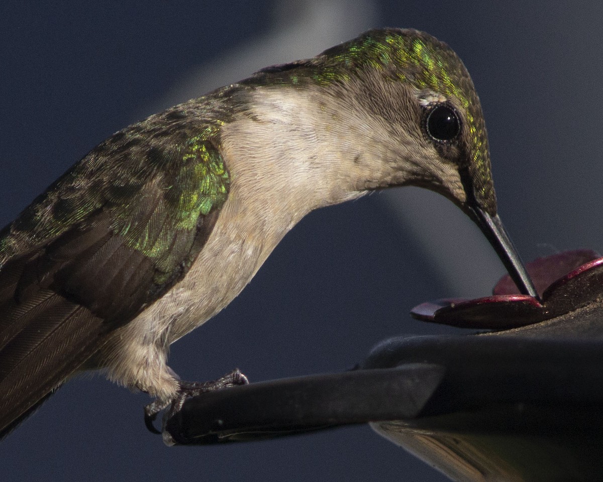 Colibri à gorge rubis - ML647044801