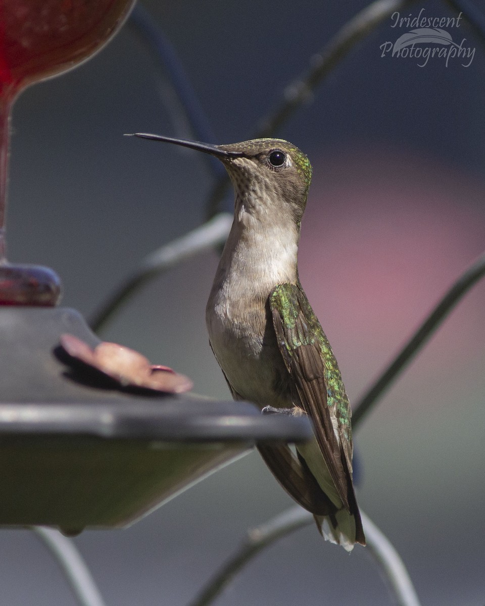 Colibri à gorge rubis - ML647044802