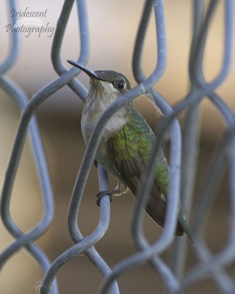 Colibri à gorge rubis - ML647044803
