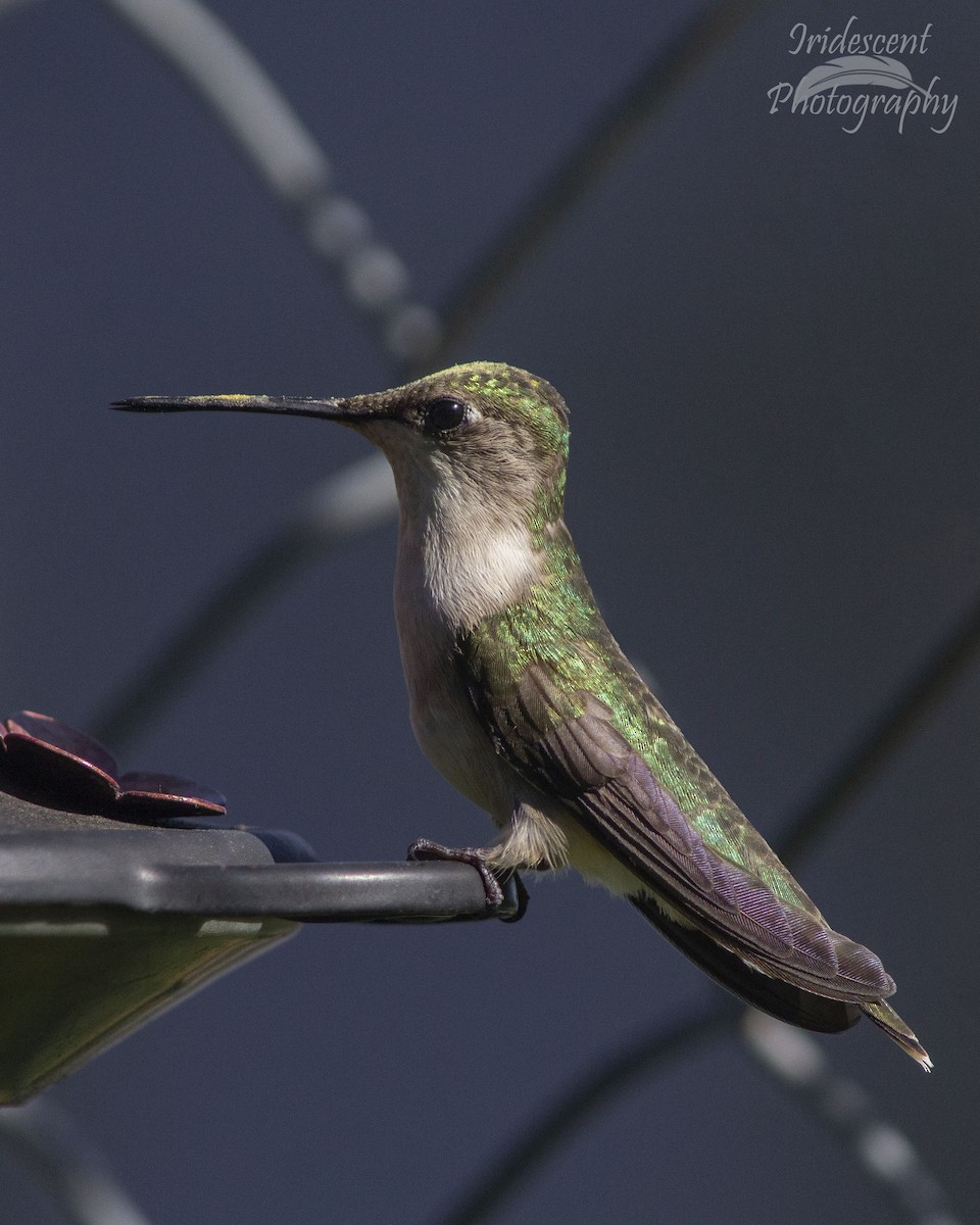 Colibri à gorge rubis - ML647044804