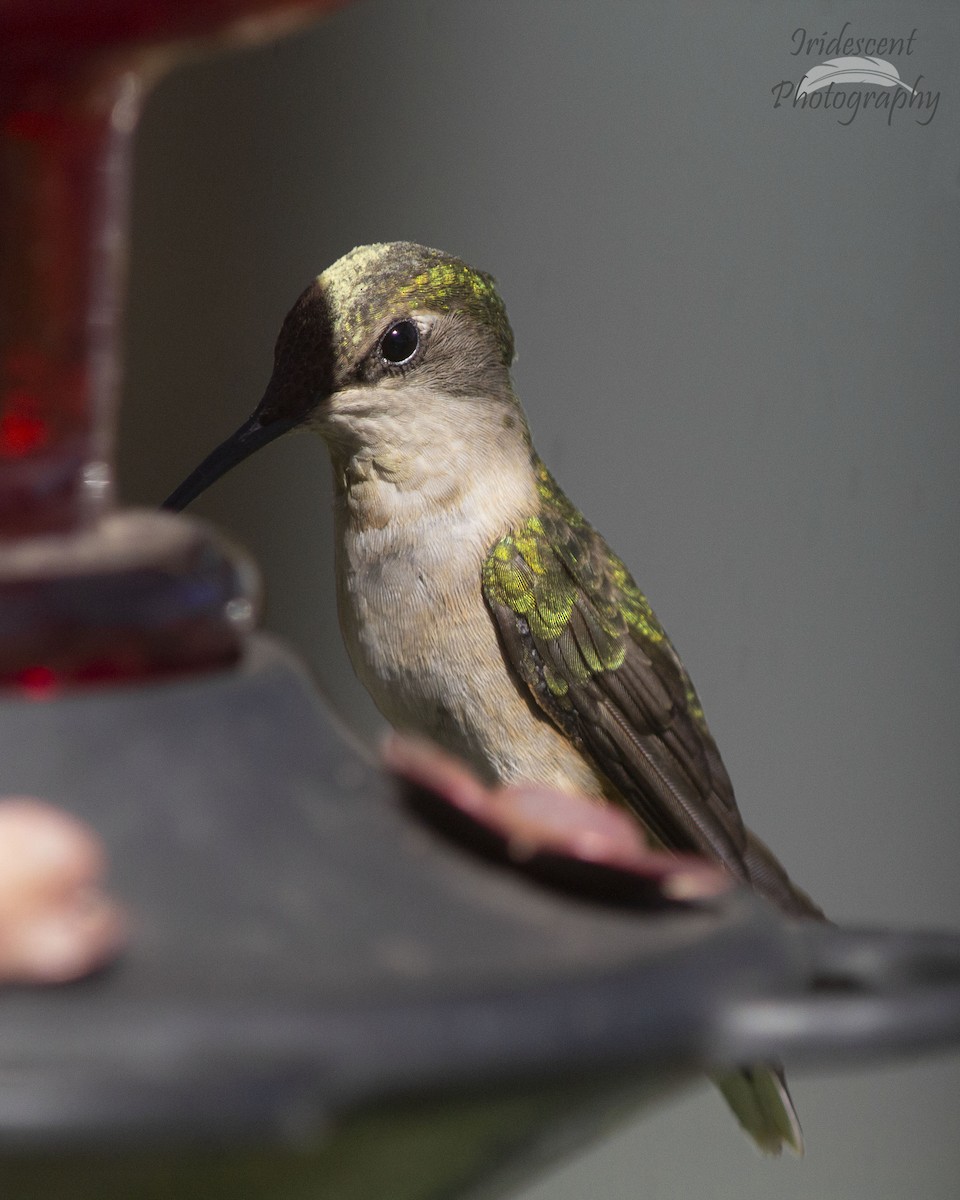 Colibri à gorge rubis - ML647044805