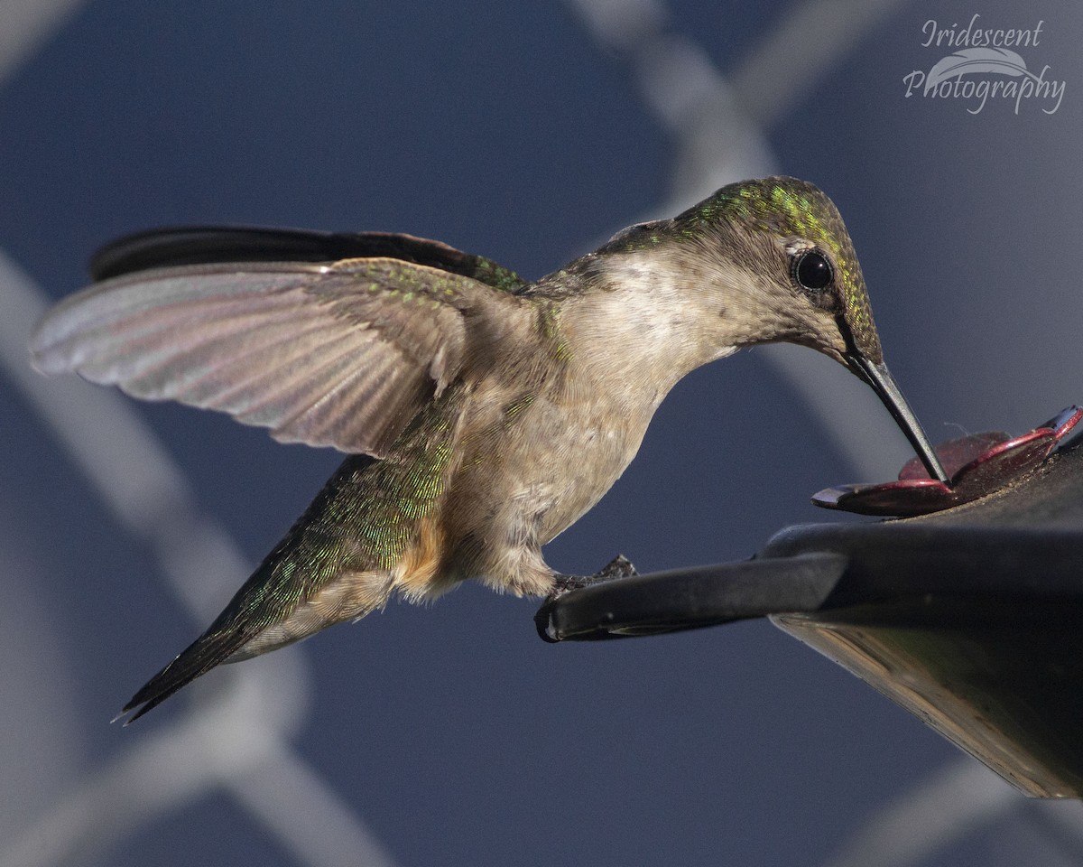Colibri à gorge rubis - ML647044807