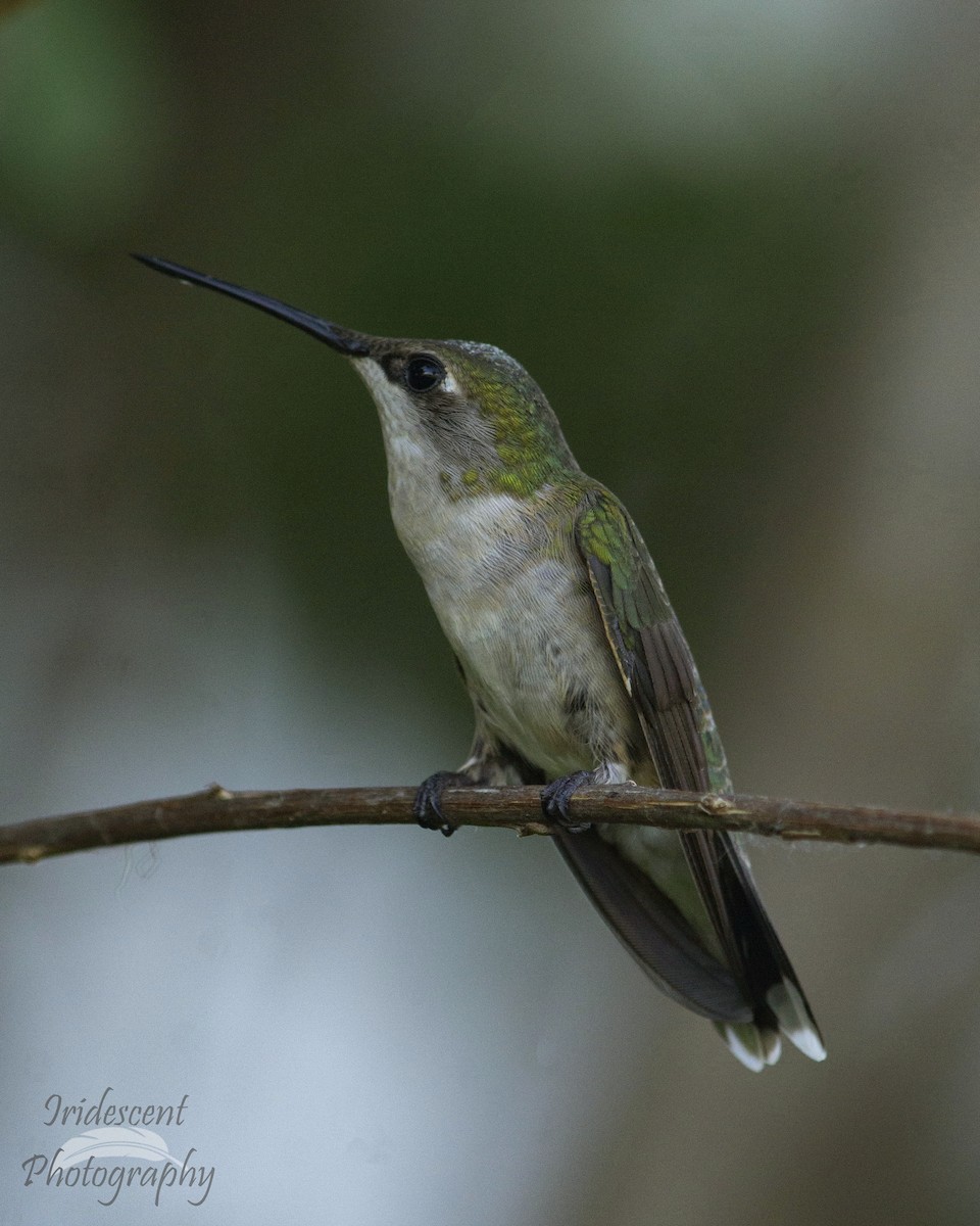 Colibri à gorge rubis - ML647044808