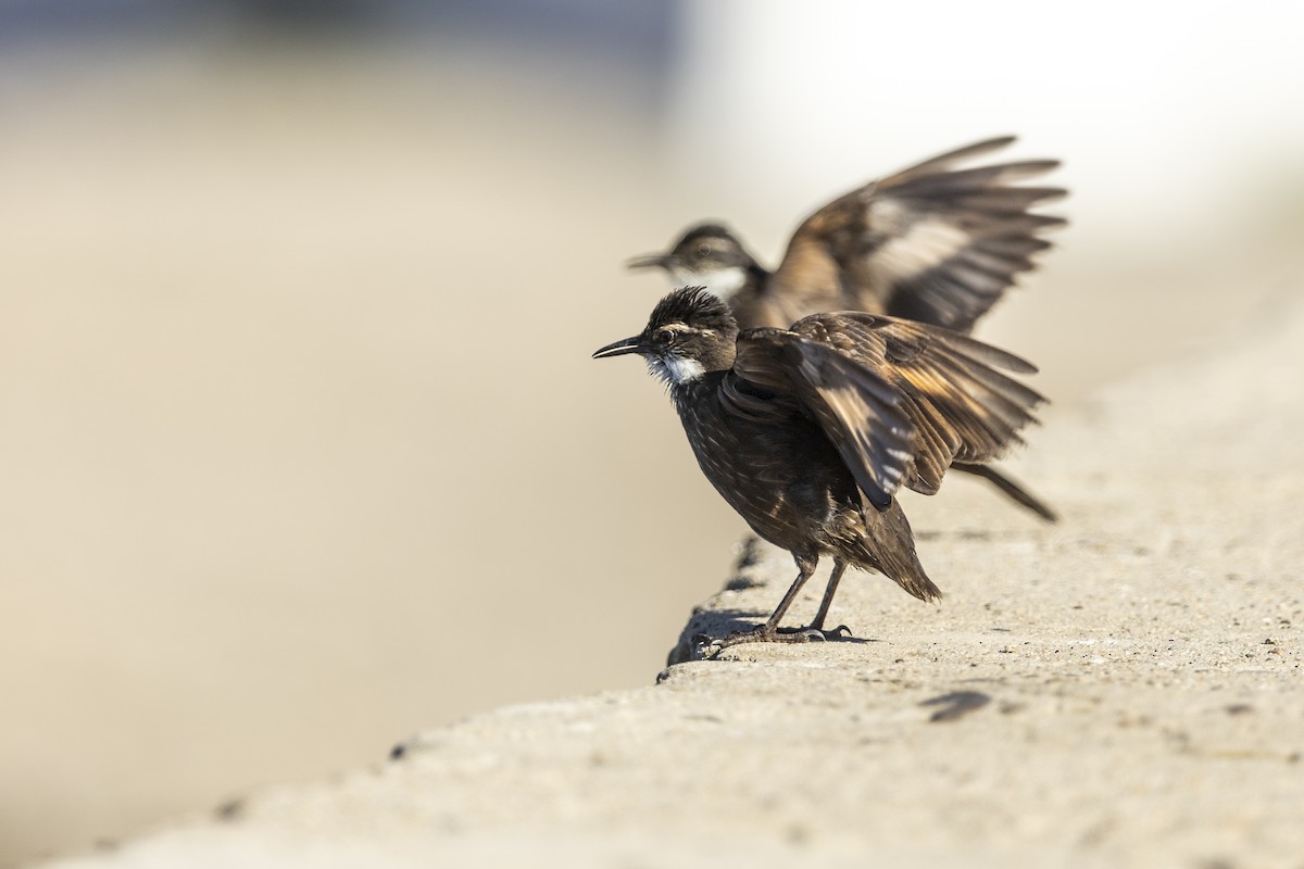 Seaside Cinclodes - ML647044810