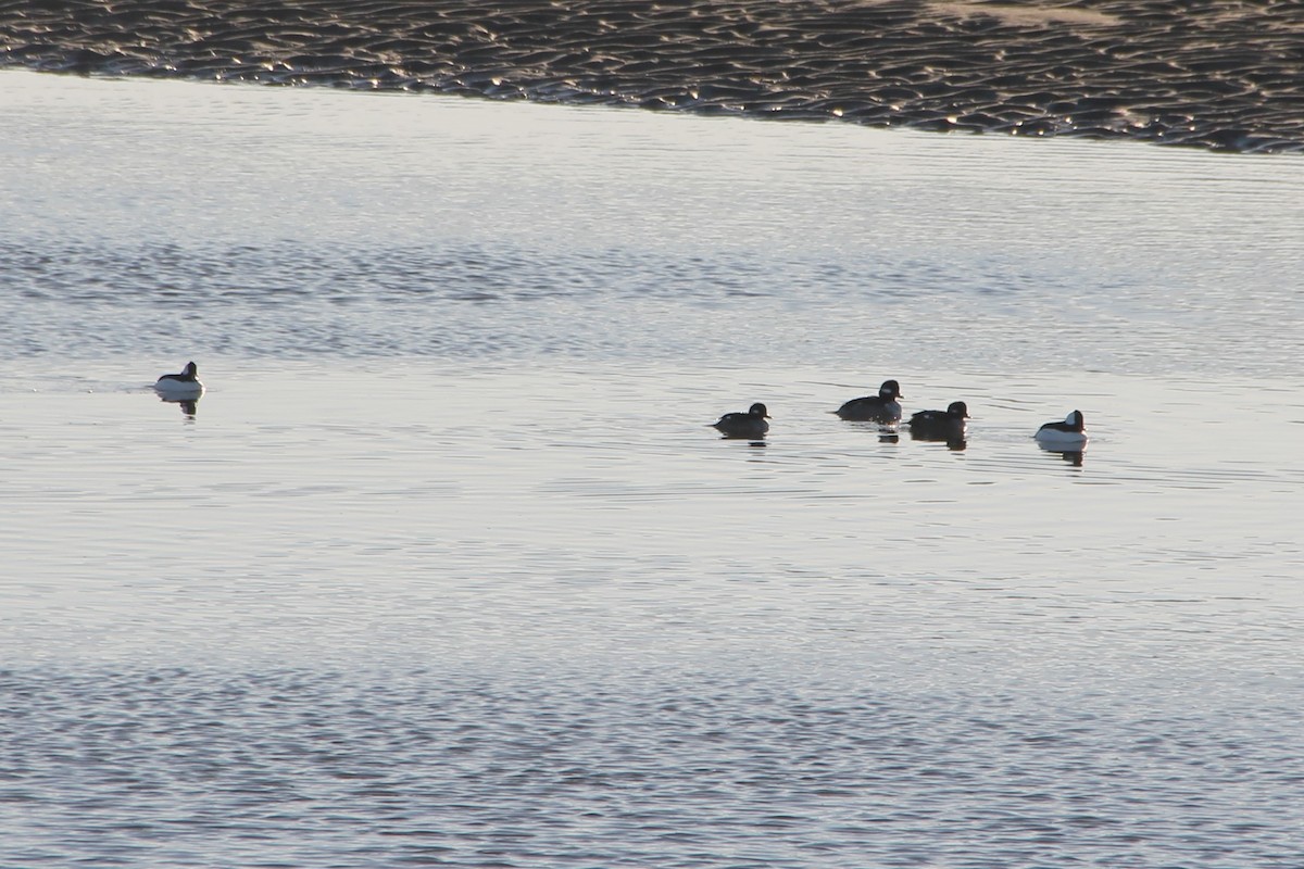 Bufflehead - ML647044838