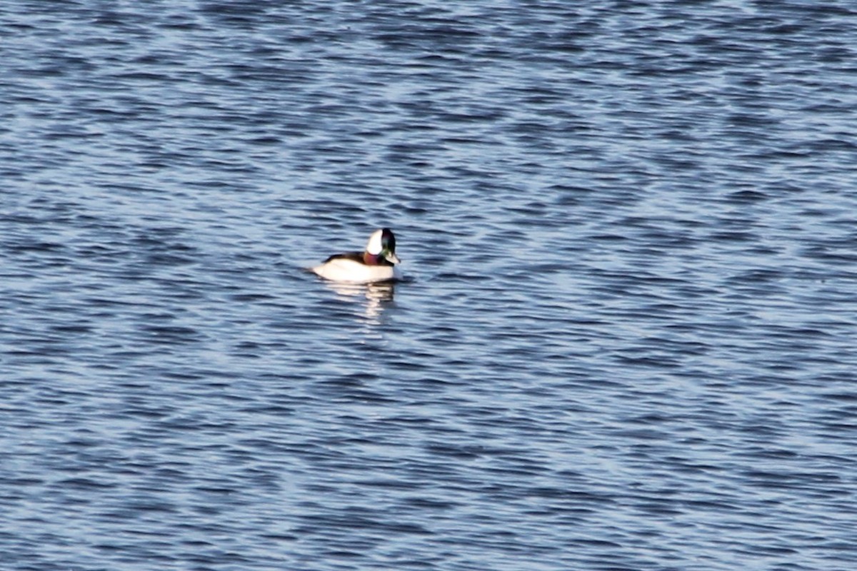Bufflehead - ML647044848