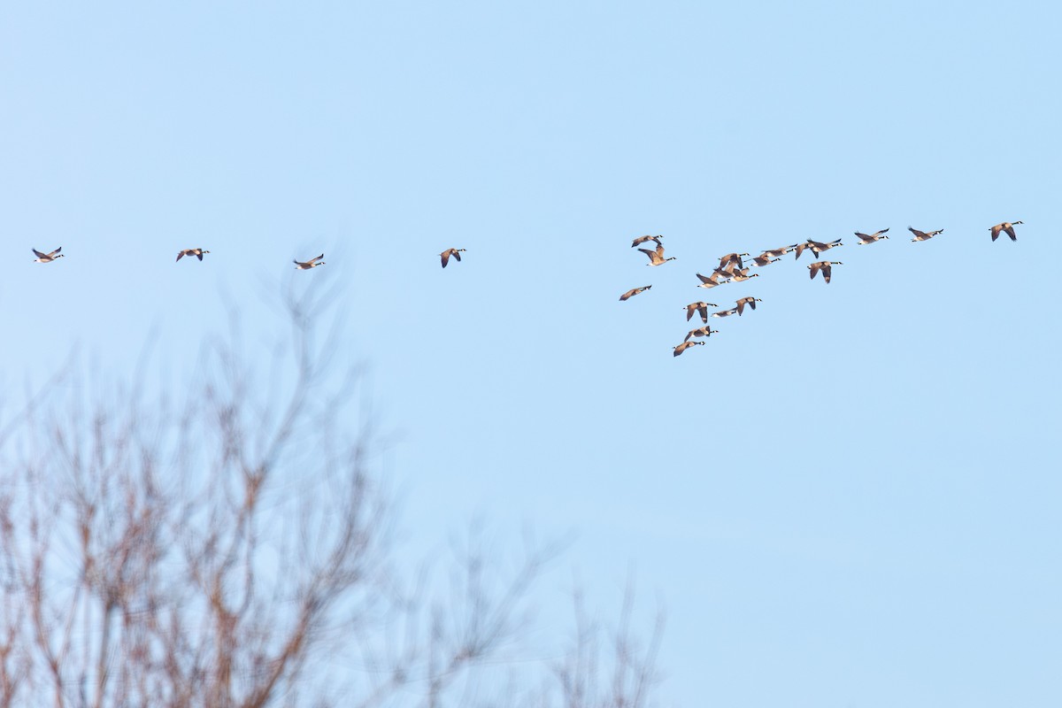 Canada Goose - ML647044849