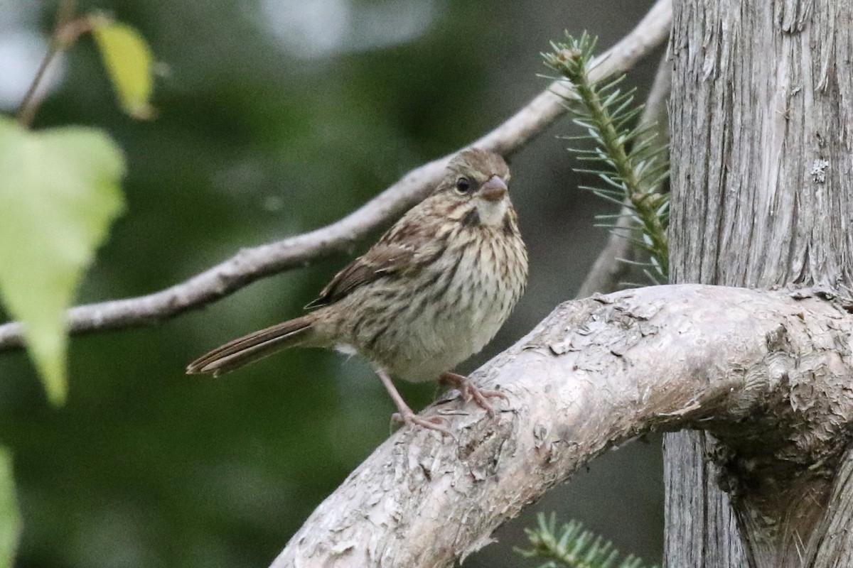 Lincoln's Sparrow - ML647044854