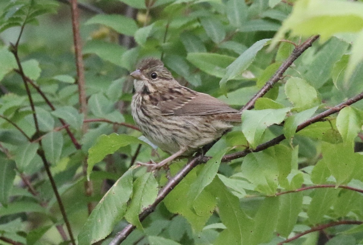 Lincoln's Sparrow - ML647044855