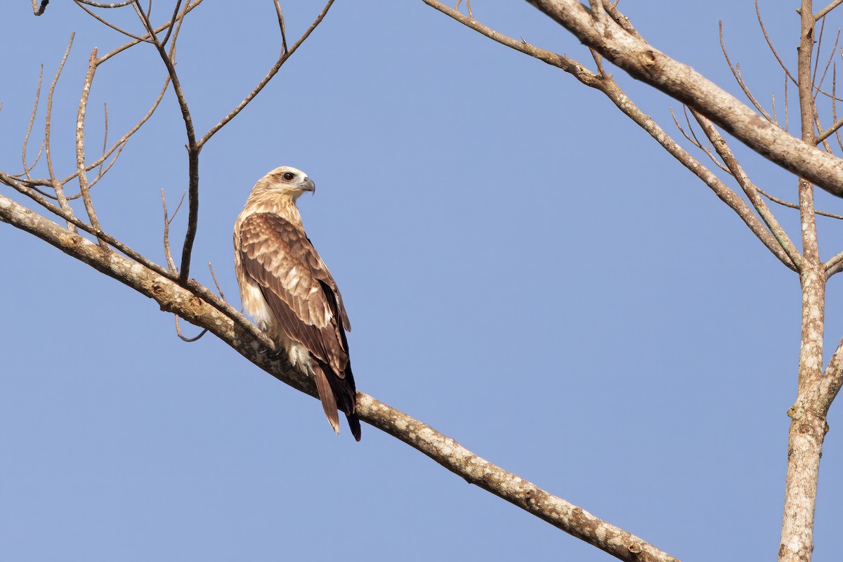 Brahminy Kite - ML647044856