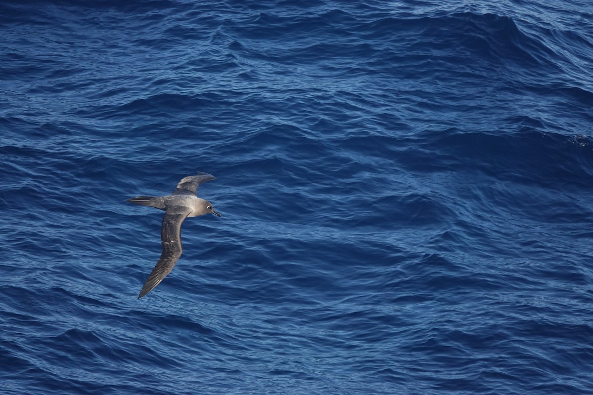 Light-mantled Albatross - ML647044857