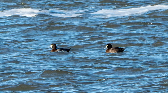 Greater Scaup - ML647044863