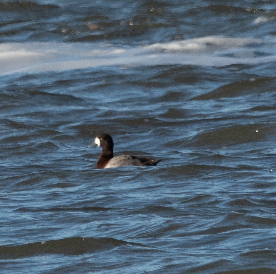 Greater Scaup - ML647044864