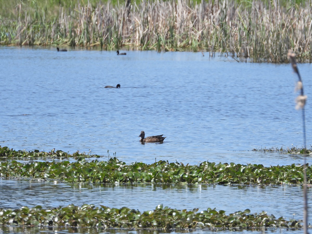 Австралийская широконоска - ML647044867