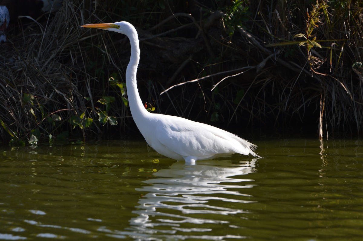 Great Egret - ML647044868
