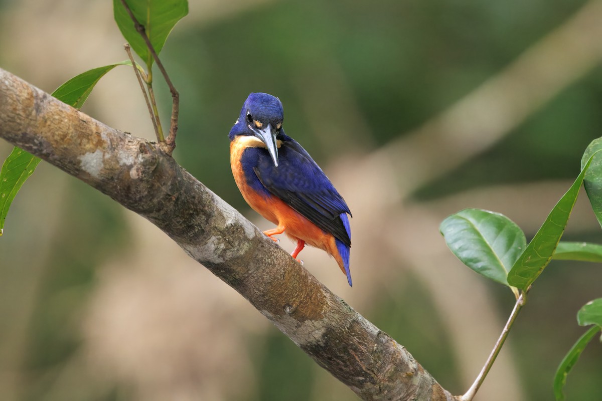 Azure Kingfisher - ML647044870