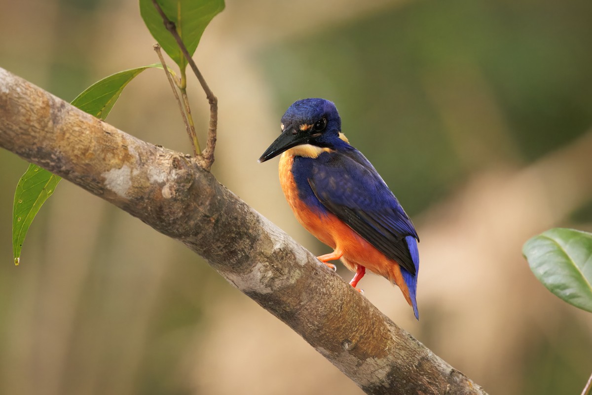Azure Kingfisher - ML647044871